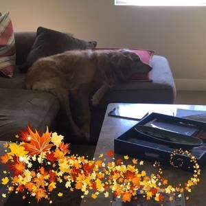 Meet your Posher, Susan